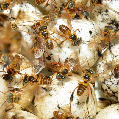 Colmeia  de Marmelada Amarela — Frieseomelitta varia