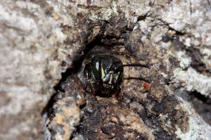 Colmeia de Manduri — Melipona marginata