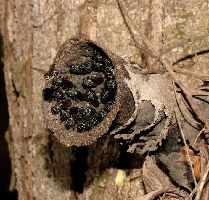 Colmeia de Canudo - Scaptotrigona postica