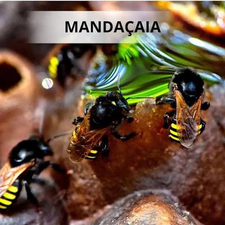 Mandaçaia Premium