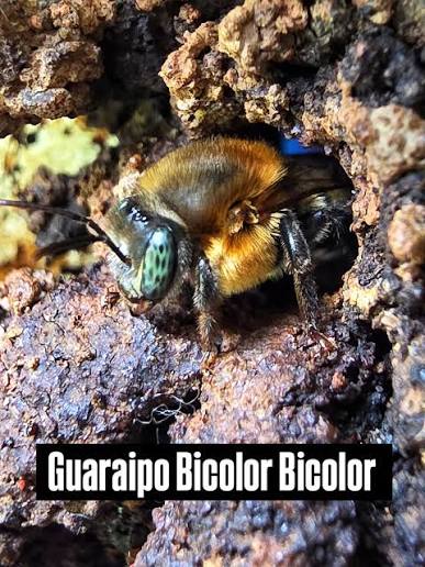 Colmeia Premium de Guaraipo Amarelo — Melipona bicolor bicolor