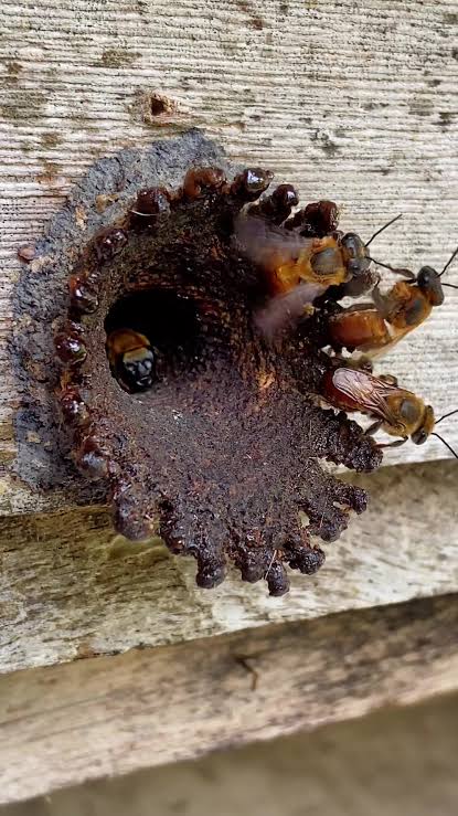 Colmeia  de Uruçu Boca de Renda — Melipona seminigra