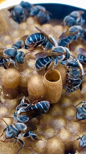Colmeia  de Uruçu Cinzenta Tiúba — Melipona fasciculata