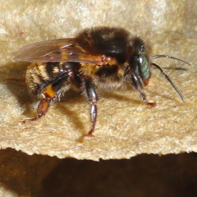 Guaraipo Negra Premium